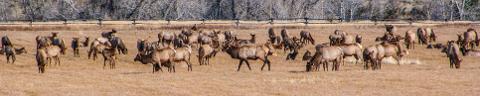 Yellowstone_Fall_Tour___Johnson_1057A