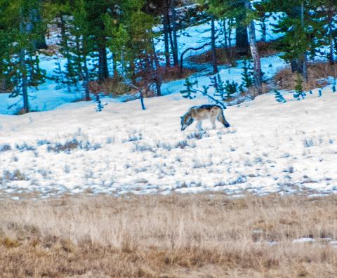 Yellowstone_Fall_Tour___Johnson_1139A