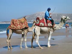 Agadir 2-Hour Camel Ride Experience