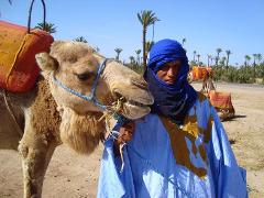 Camel Ride in Marrakech Palm Groves 