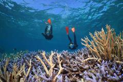 2 Day Reef, Daintree Rainforest & Culture tour – Quicksilver Agincourt Outer Reef