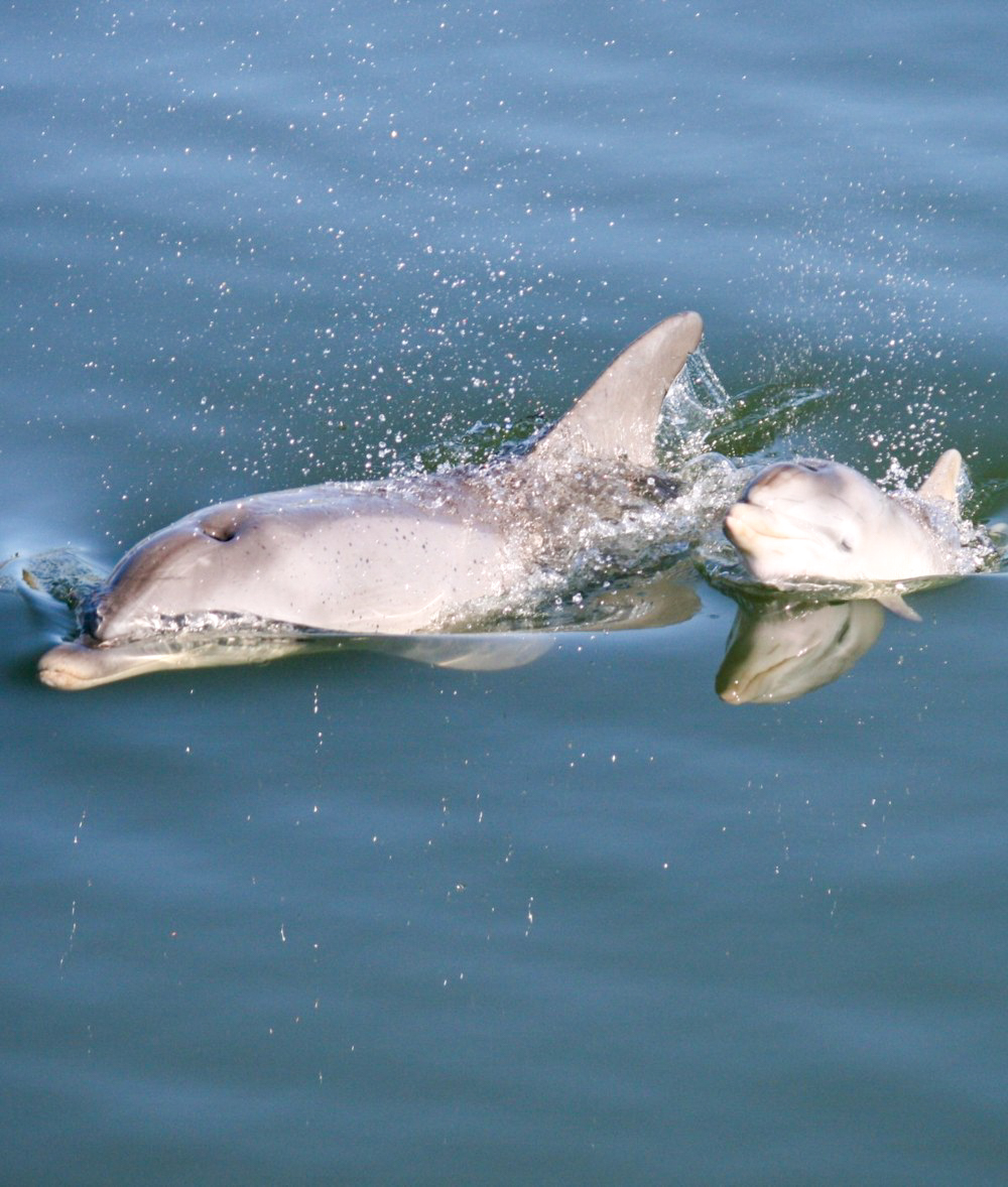 dolphin sanctuary family tour