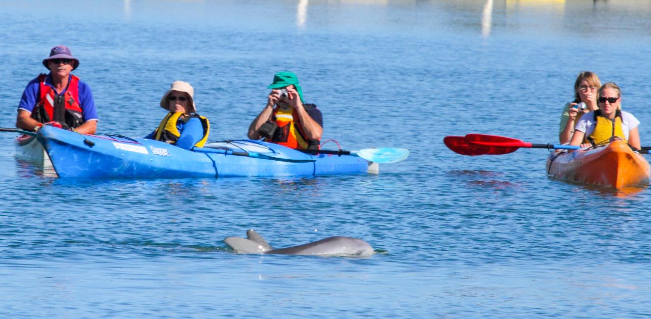 dolphin sanctuary family tour