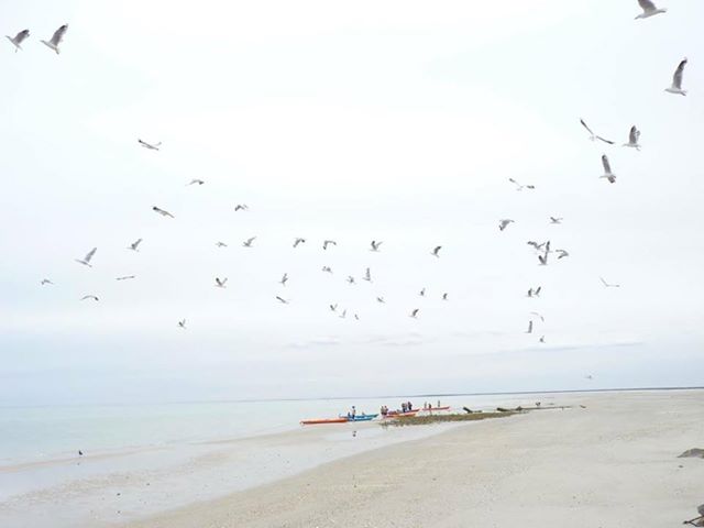 Z-Bird Island Sea Kayak