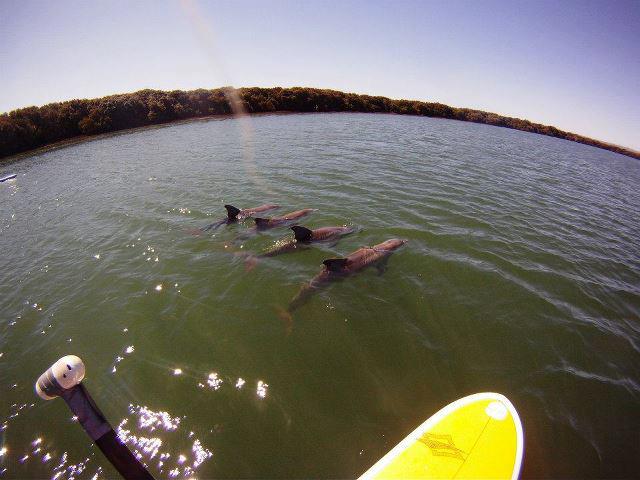 Dolphin Sanctuary SUP Tour