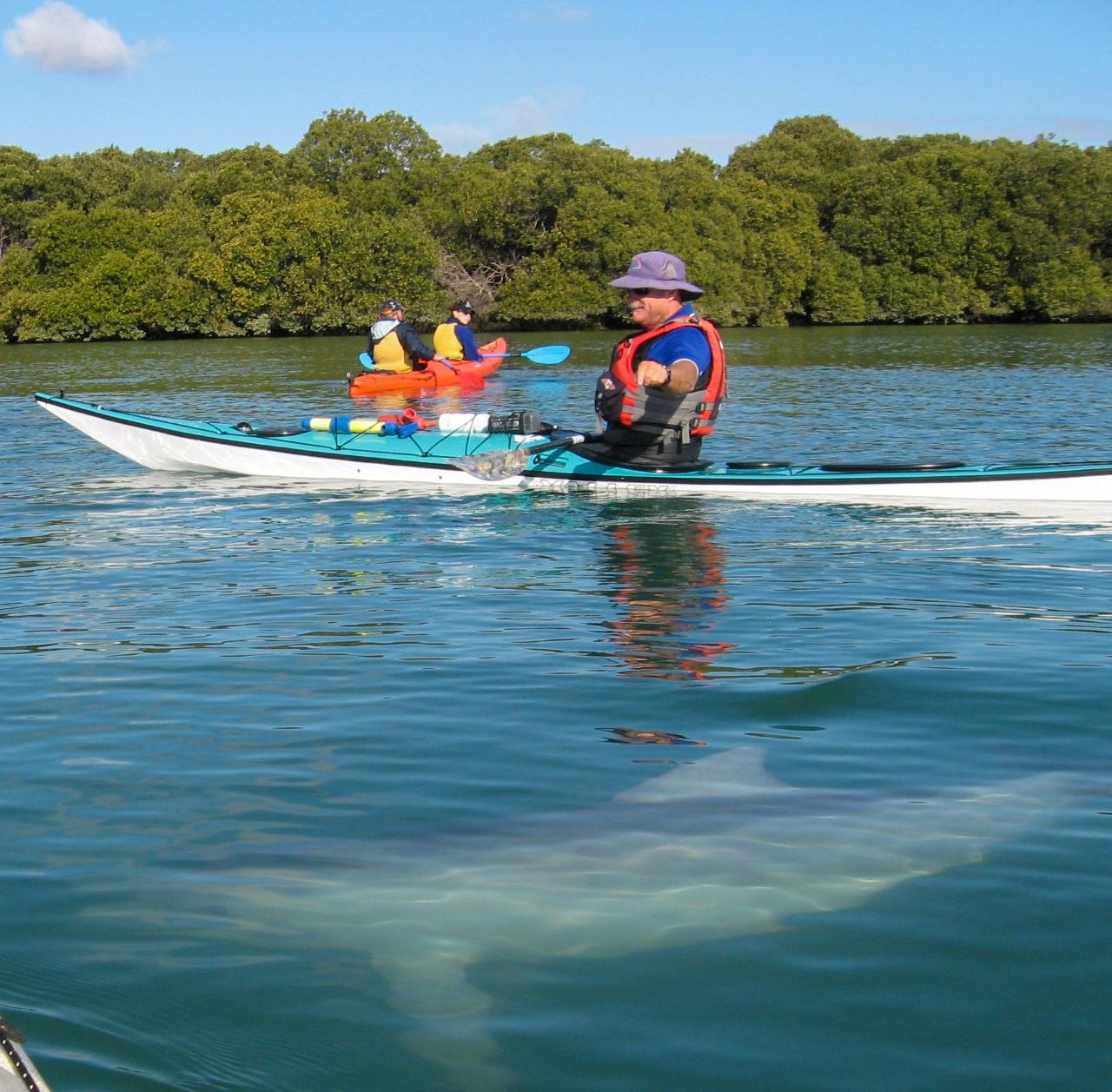 1 Person Kayak Hire (up to 2 hours) Adventure Kayaking SA Reservations