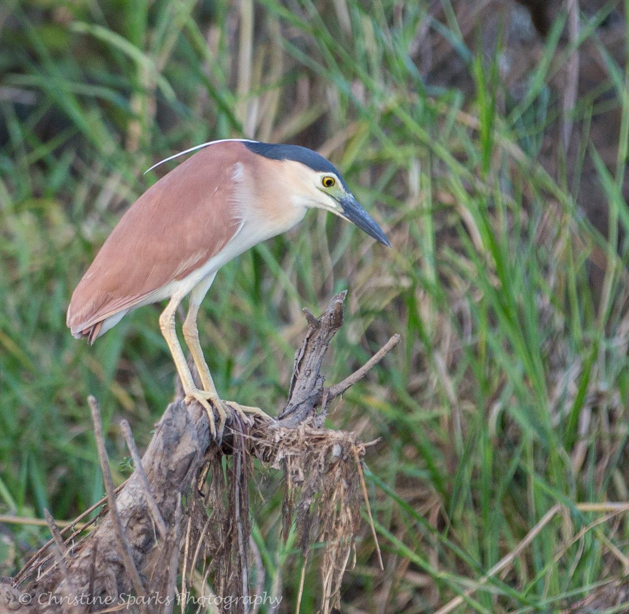 Wetland Experience - 1 Day Tour (May - Oct) - Wetland Cruises Reservations