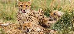 Cheetah Experience at Monarto Safari Park