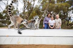 Land of the Lemurs and day at Monarto Safari Park