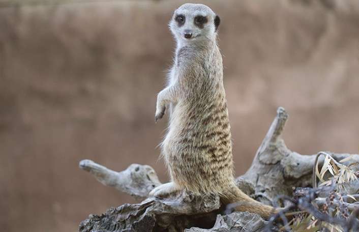 Meerkat Encounter and a Day at Adelaide Zoo