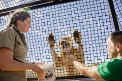 Lions 360 Feed and a day at Monarto Safari Park