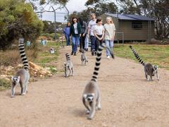 Hotel/Lodge Guest Land of the Lemurs