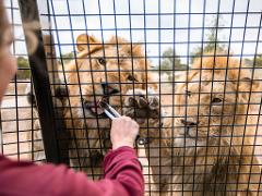 Hotel/Lodge Guest Lions 360 Experience