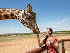Hotel/Lodge Guest Giraffe Safari