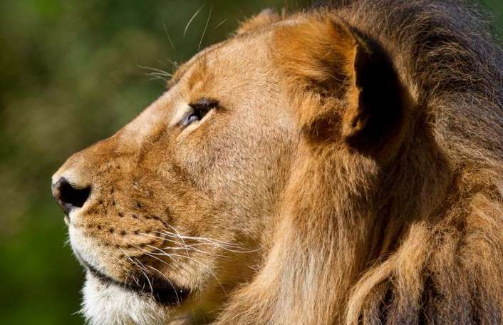 A day at Adelaide Zoo and an African Lion Encounter