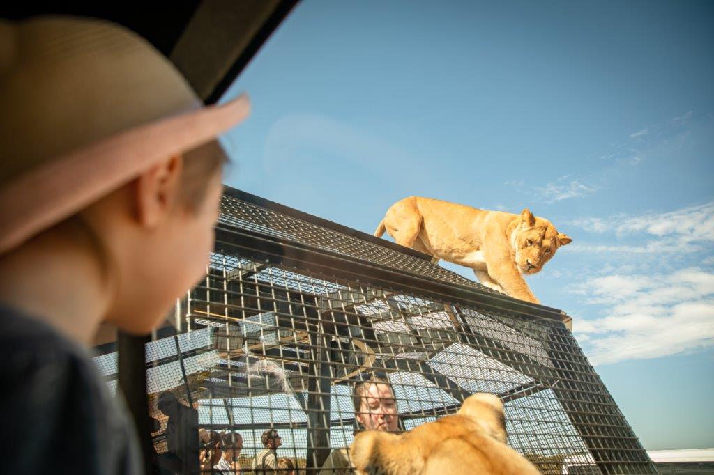 Lions 360 and a day at Monarto Safari Park
