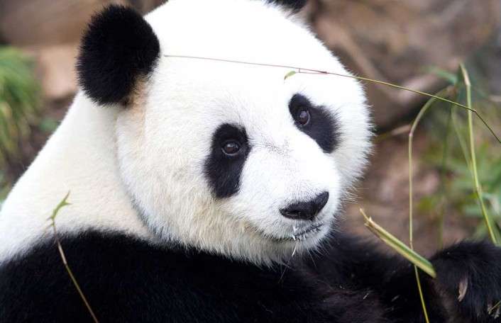 VIP Panda Exclusive tour
