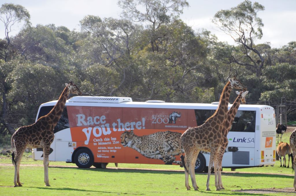 Return Adelaide City Transfers and Monarto Safari Park Entry
