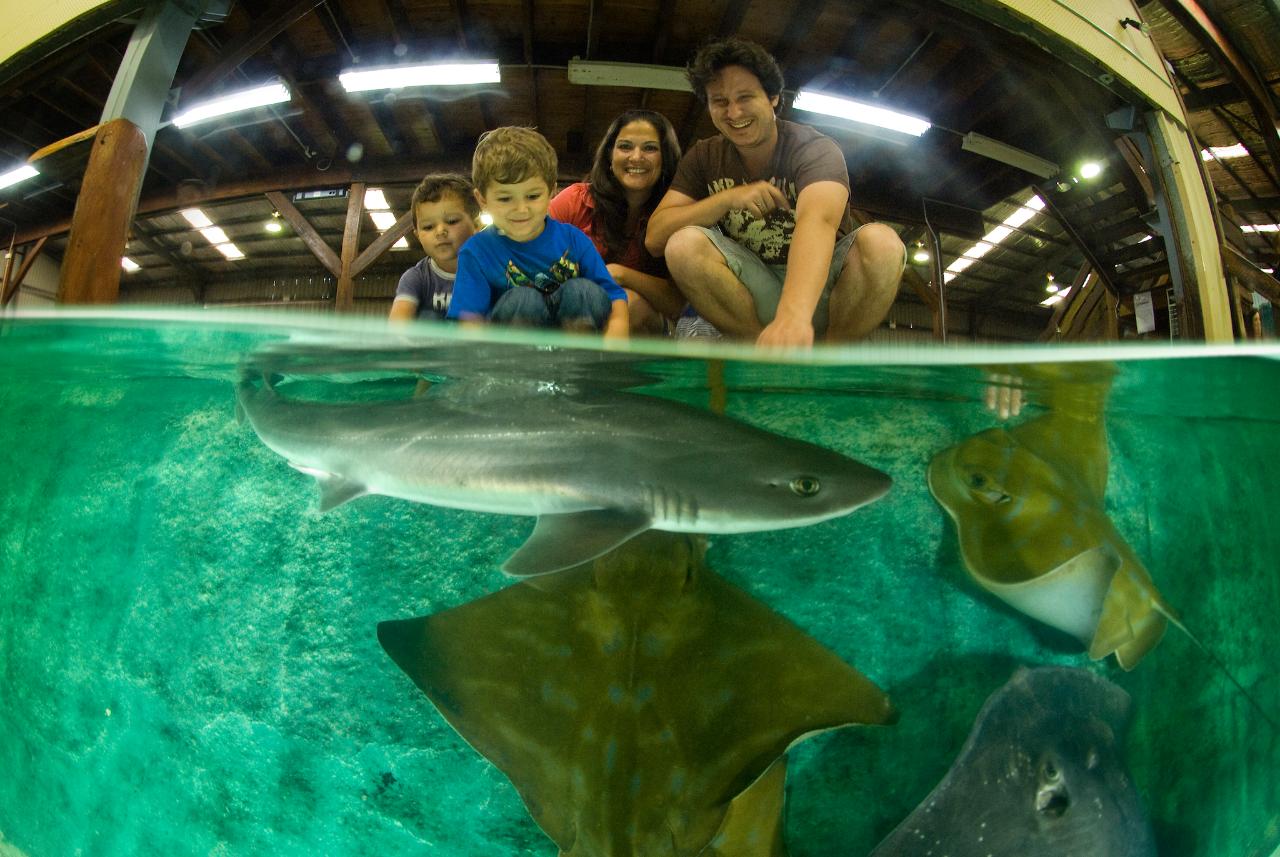 Unlimited Sandboarding and Irukandji Shark and Ray Encounters