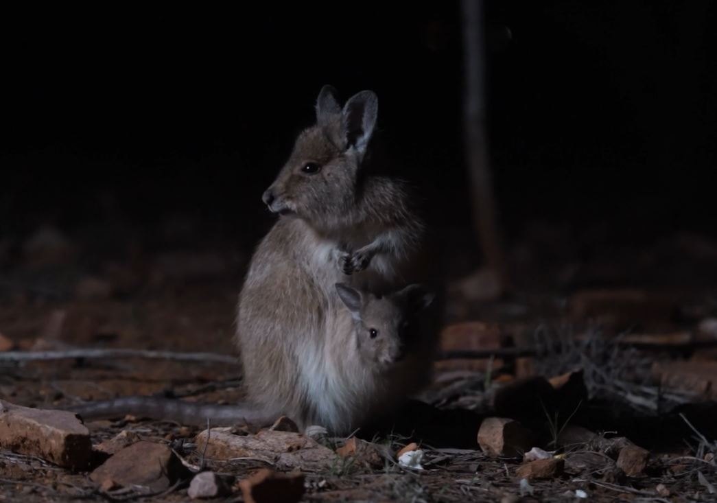 Nocturnal Outback BBQ Tour - Private Group Tour (Mon-Fri)