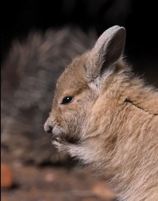 Nocturnal Outback BBQ Tour - Private Group Tour (Mon-Fri)