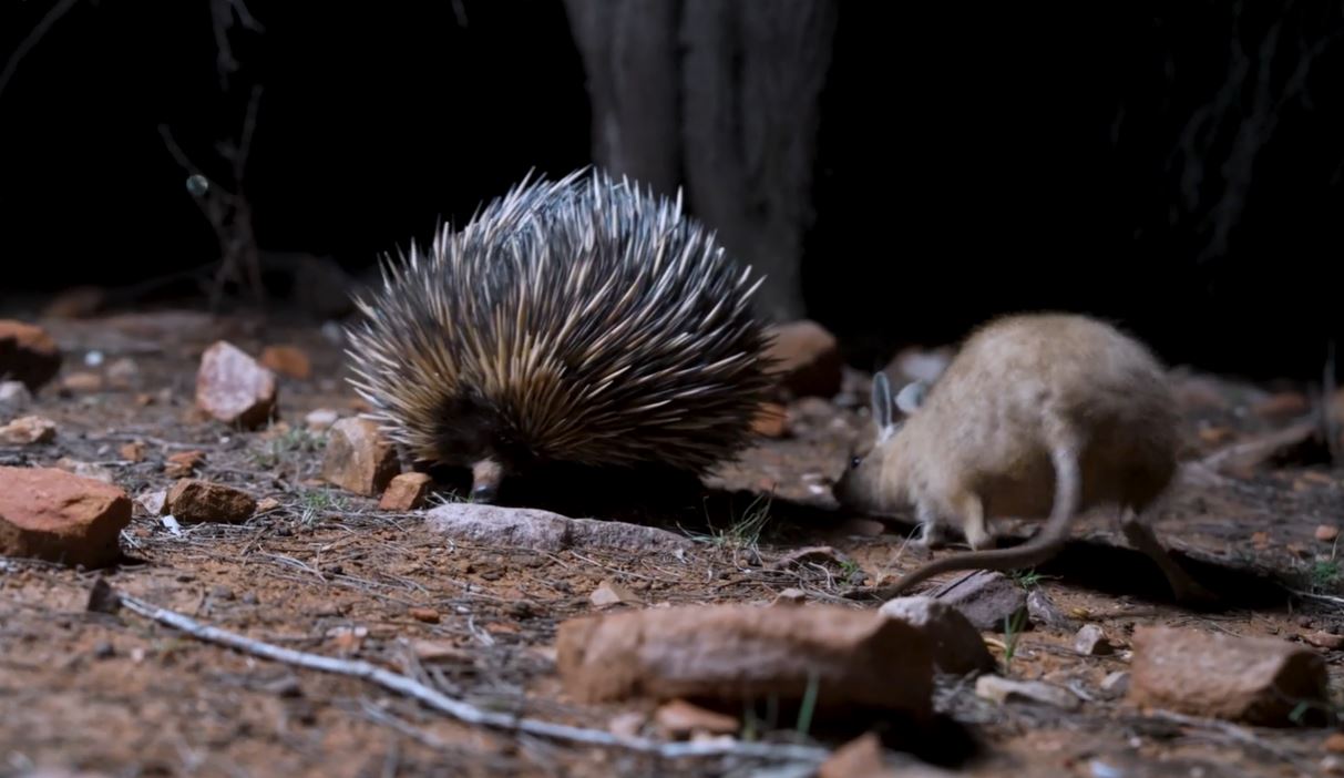 Nocturnal Outback BBQ Tour - Private Group Tour (WEEKEND RATE)