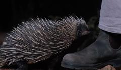 Nocturnal Outback BBQ Tour - Private Group Tour (WEEKEND RATE)