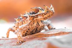 Thorny Devil Experience (Does not include Day Pass)