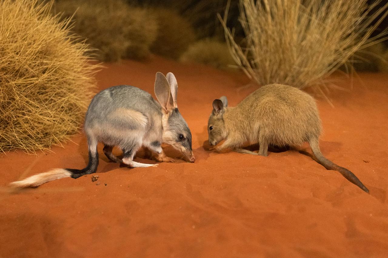 Donation - Alice Springs Desert Park 