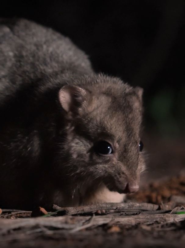 Nocturnal Outback BBQ Tour - Private Group Tour (WEEKEND RATE)