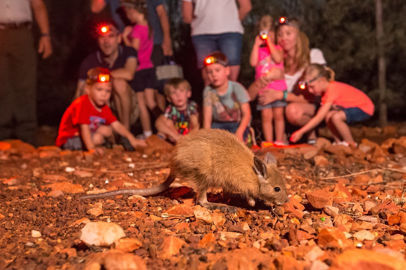 Alice Springs Desert Park - Nocturnal Tour