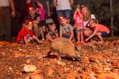Alice Springs Desert Park - Nocturnal Tour