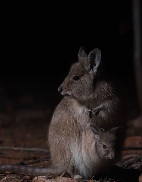 Nocturnal Outback BBQ Tour - Private Group Tour (WEEKEND RATE)