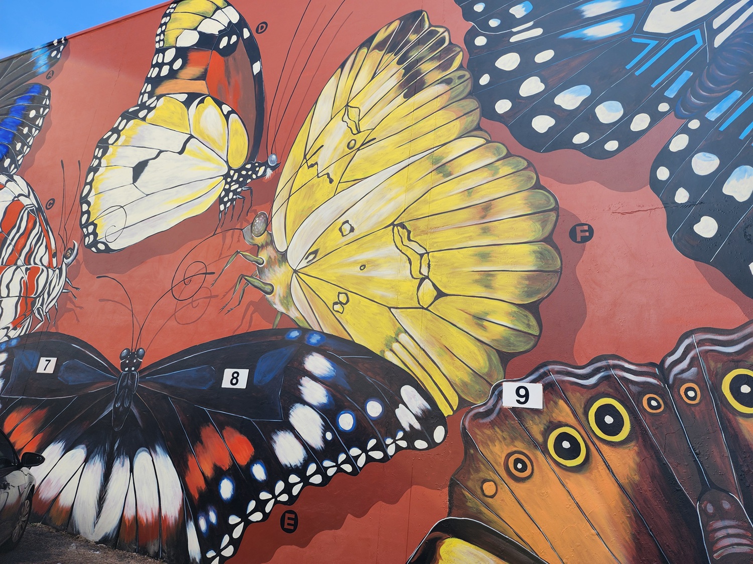 Wander Darwin's Walls