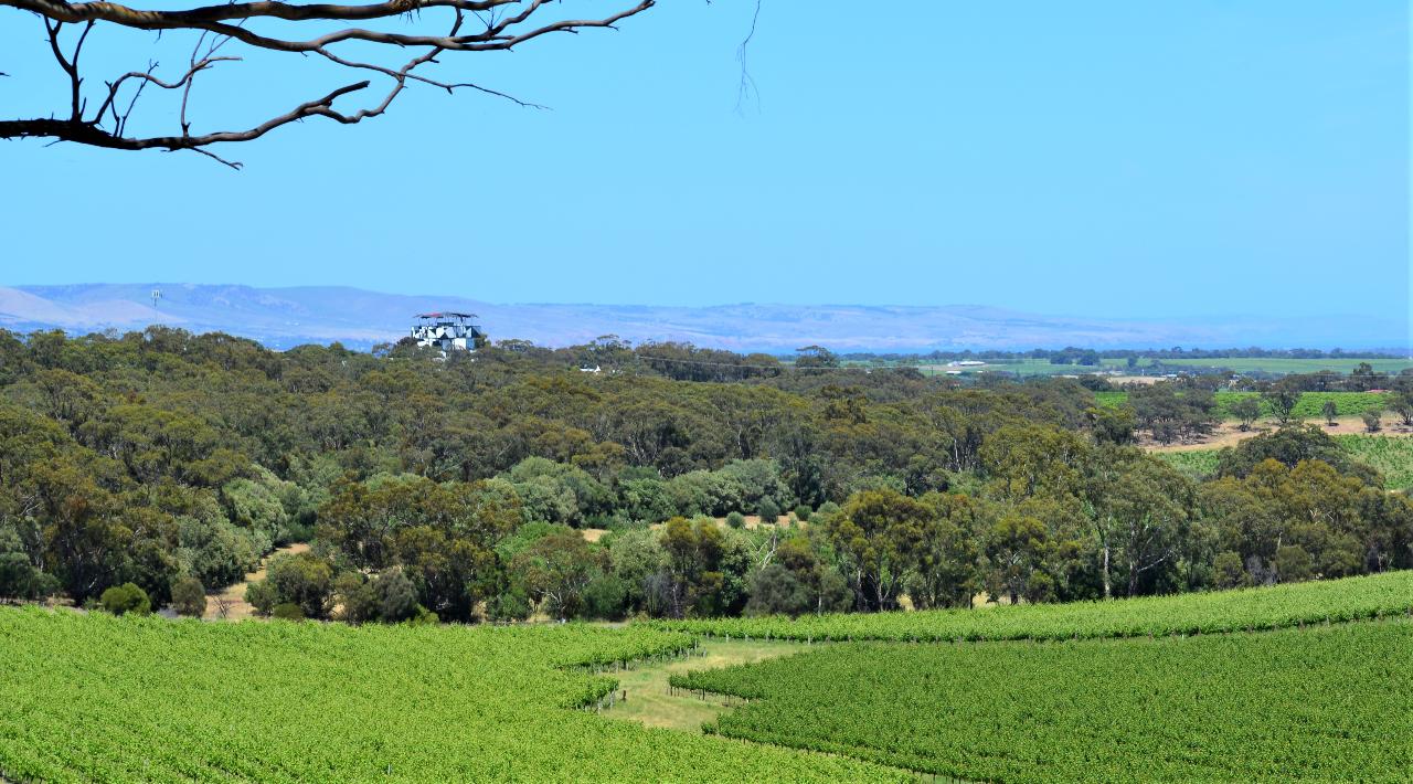 McLaren Vale Wine Tour