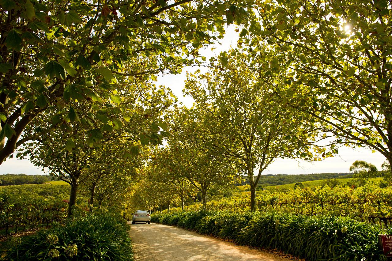 Adelaide Hills Day Tour
