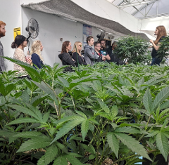 INTERACTIVE EXPERIENCE: MEDICINAL CANNABIS (TOTAL INMERSION)
