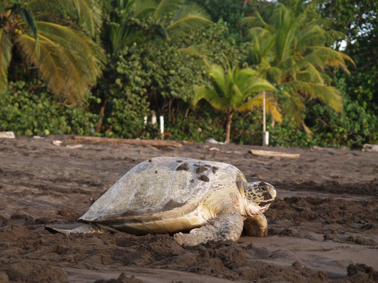 Costa Rica – The Sea Turtle Initiative 