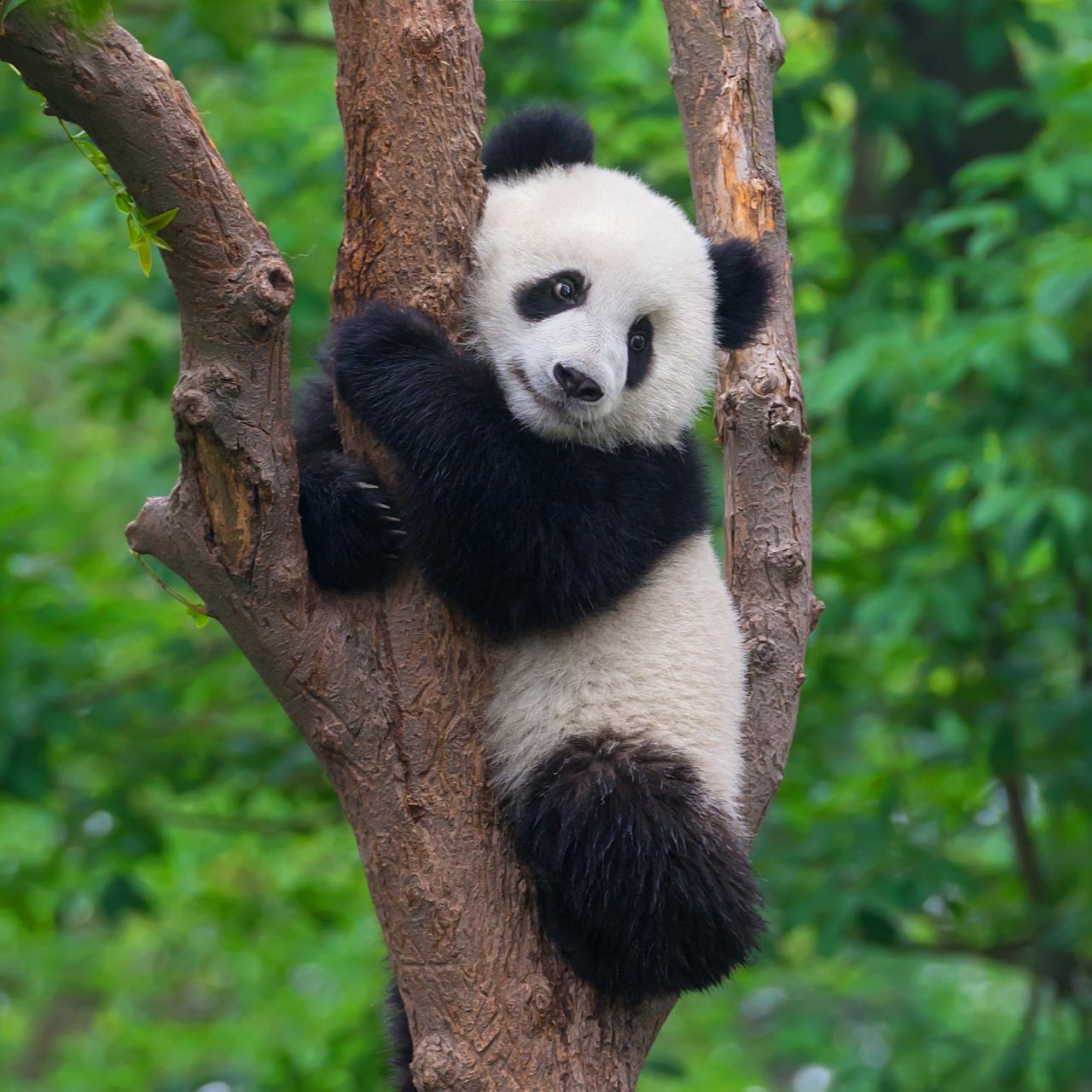 China – Panda Conservation Adventure