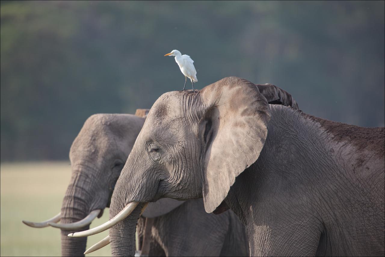 Kenya – Safari & Conservation