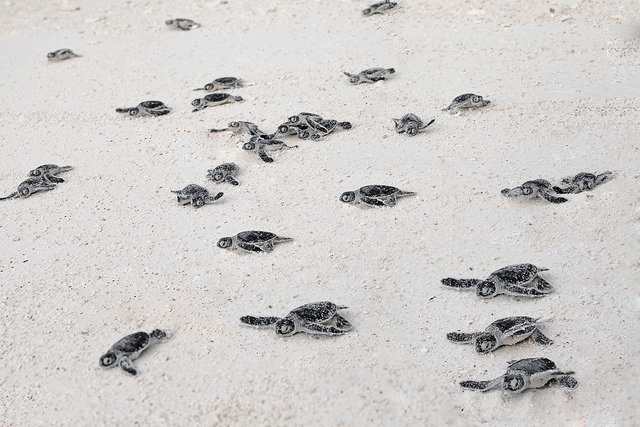 Costa Rica – The Sea Turtle Initiative
