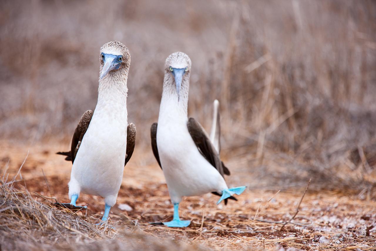 Galapagos - Wildlife Odyssey