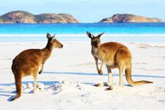 Australia – Beachside Wildlife Adventure