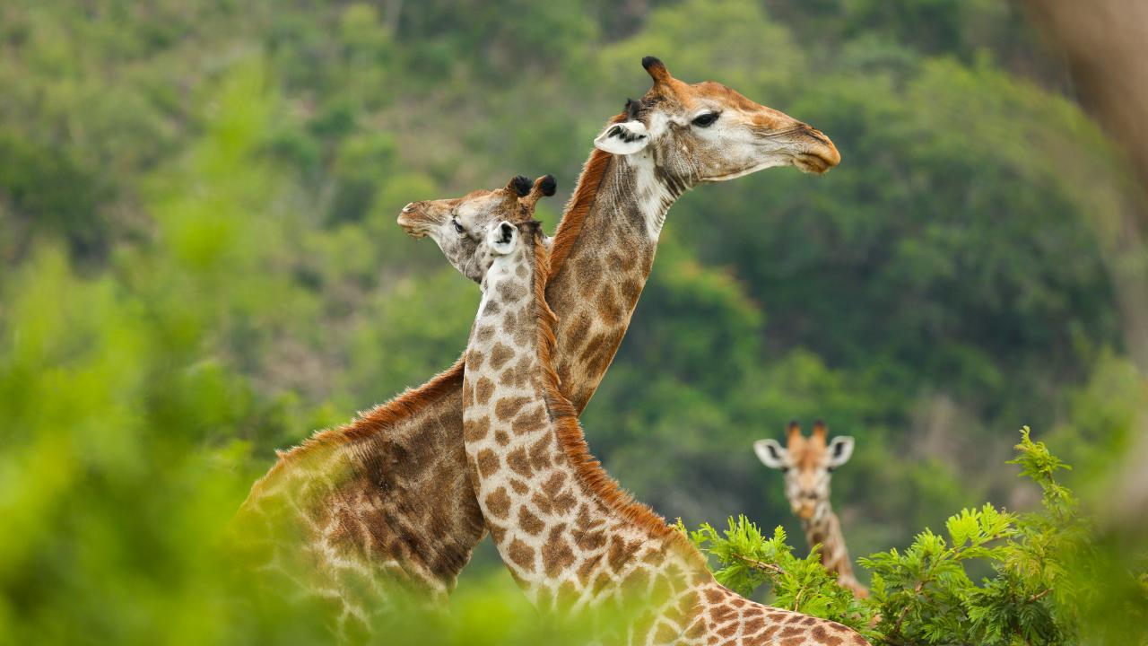 South Africa – Wildlife Conservation Experience
