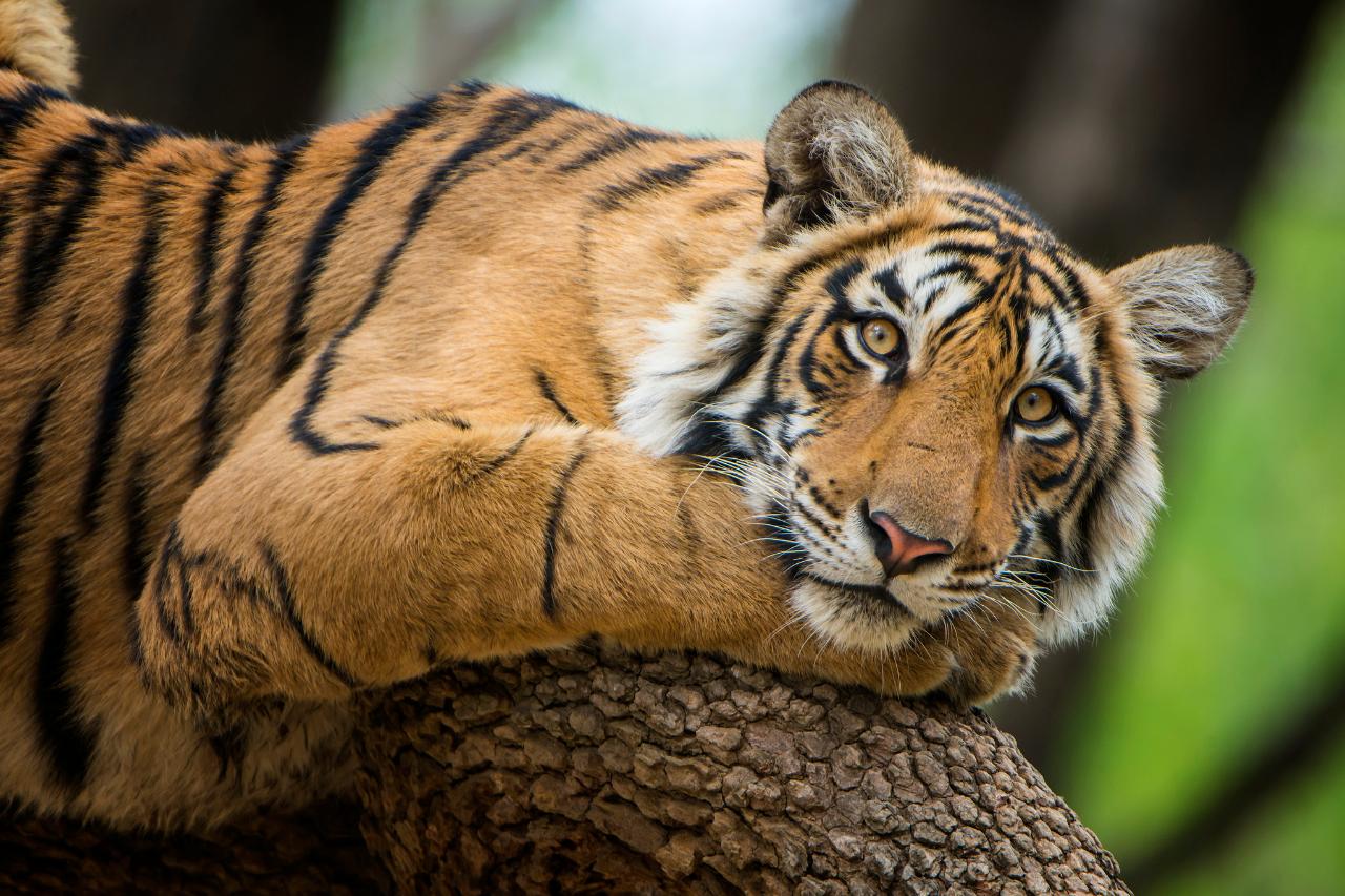 India – Tiger Volunteer Adventure