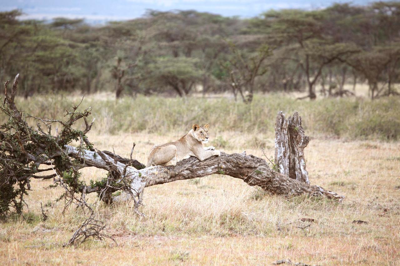 Kenya – Safari & Conservation