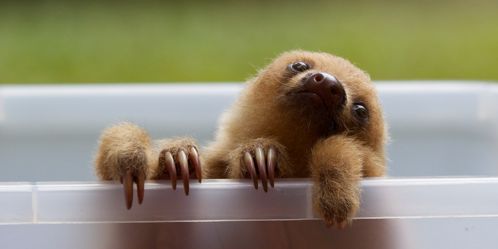 Costa Rica – Wildlife Safari