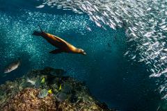 Baja - Marine Wildlife Adventure