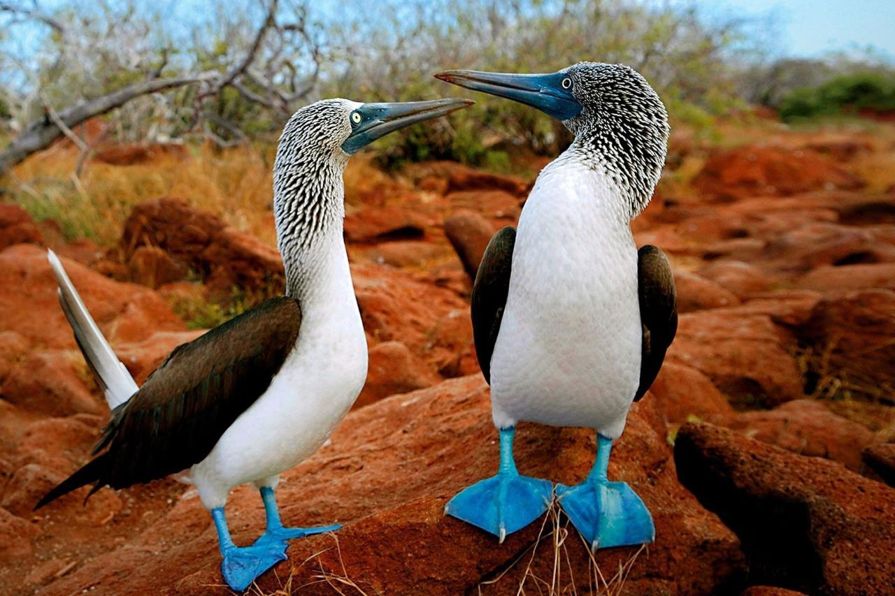 Galapagos - Wildlife Odyssey