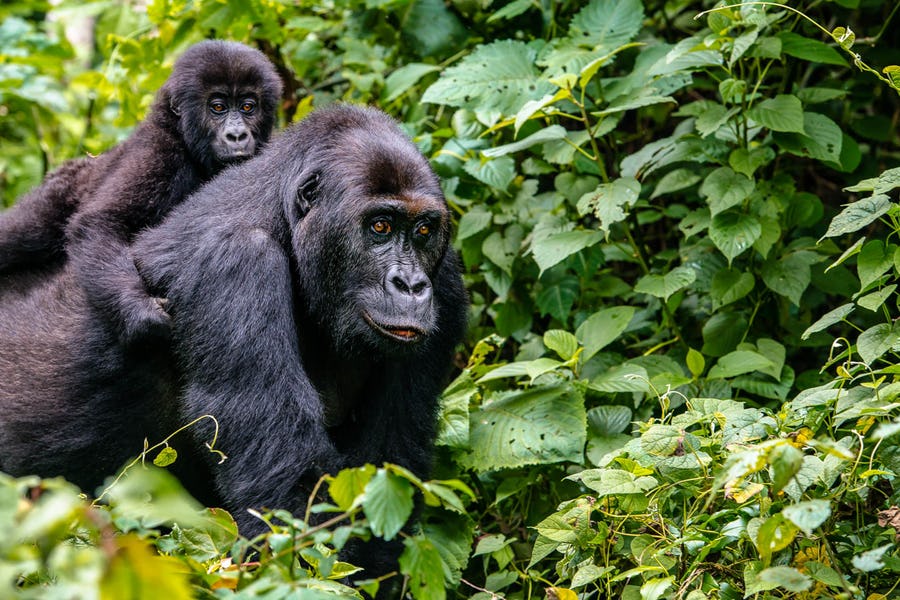 Uganda - Gorilla Conservation Adventure